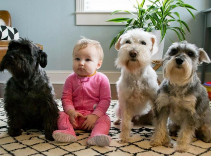 Ennyire édes fotót még nem láttam. Mintha valamiféle tanfolyam lenne kicsiknek, de vajon ki a kakukk tojás? :) Úgy látszik ember és kutya közötti barátságot nem lehet elég korán kezdeni :) Nyomj egy lájkot, ha Neked is tetszik a fotó! :)