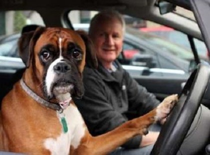 Miért jobb egy kutya, mint a férfi?