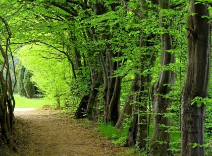 Hannes Tuch: Az erdő fohásza