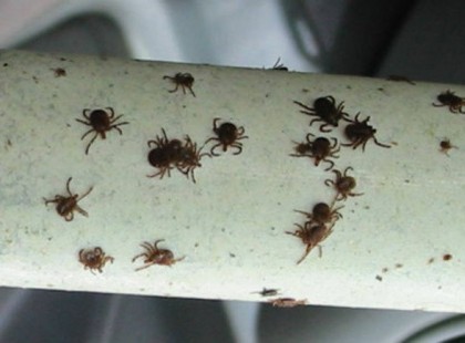 Fantasztikus trükk, hogy elkerüljük a kullancscsípést!