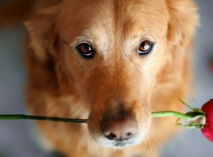 Ő a barátod, a társad, a testőröd, a kutyád. Te pedig az élete, a szerelme, a falkavezére vagy. A tiéd lesz és az is marad, hűséges lényként szívének utolsó dobbanásáig. Tartozol neki annyival, hogy méltónak találtass feltétlen szeretetére.