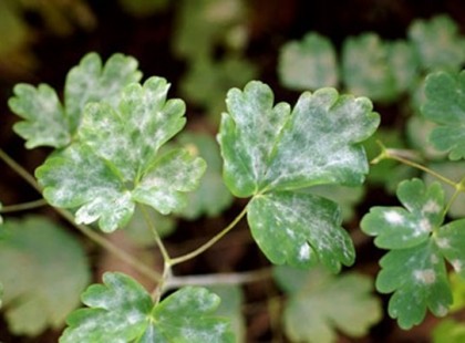 10 eszméletlen kerti praktika szódabikarbónával