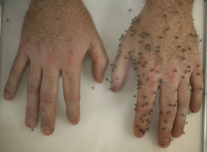 Szúnyogriasztó kenőcs házilag - olcsó és hatásos