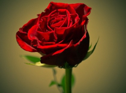 Nézd meg a virág horoszkópod, sok mindent megtudhatsz!