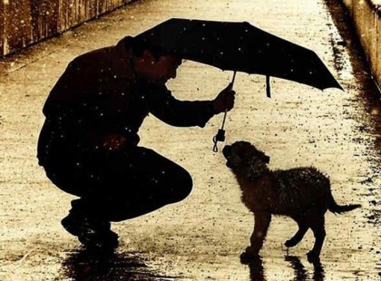 Amikor a madár él ... hangyákat eszik.