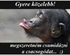 Gyere közelebb! Meg szeretném csumidázni a csacsogódat! :)