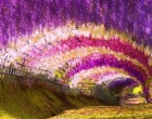 A természet csodái – A Fuji Kawachi Kert lilaakác alagútja. Ez az a hely, ahová mindenképpen el kell jutnod! + rengeteg gyönyörű fotó