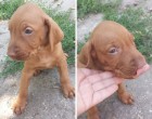 5 hetes fajtiszta magyar vizsla oltva féregtelenítve gazdát keres. 6kan 6 szuka. Érdeklődni privátban nállam lehet. Ha nem nagy kérés kérnék egy megosztást. Köszi