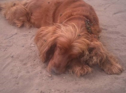 Kedves Ismerőseim! Ma a lelketlenség olyan példájával találkoztam,amit szinte el sem lehet mondani.