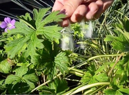 Egy marék cukrot hintett a növényekre. Először azt hittem hülyeség, ameddig meg nem láttam az eredményt!