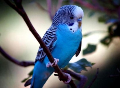 Egy nő papagájt akar venni. Elmegy egy állatkereskedésbe, ott azonban csak egyetlen papagáj van.