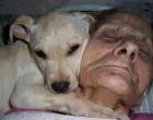 Franciska kómában feküdt és az orvosok sem látták annak az esélyét, hogy az idős hölgy valaha is felébred a két lét közti alvásból. Kutyája minden nap 2 órán keresztül feküdt mellette, gazdiját átölelve. Egy hónap múlva megdöbbentő dolog történt: Franciska felébredt. Első szavai így hangzottak: