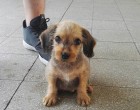 Ő itt Mogyi. Ezt a kis drágát ma délután találtuk Rákoshegyen a vasútállomásnál. Valami barom képes volt kitenni ezt a kis tüneményt.. Szerencsére rátaláltunk és gyorsan állatorvoshoz tudtuk vinni. Nagyjából 6 hetes kis legény tacsi felmenővel. A pocakja hatalmasra volt duzzadva egyértelműen férges szegényke. Megkapta a kezdeti kezelést rá valamint bolhairtót..Két napig most bent marad kezelésen és megfigyelésen. Megyünk látogatni addig is. Szeretnénk neki mielőbb egy szerető gazdit találni aki gondját tudja viselni. Ha nem lesznek a két nap alatt komplikációk akkor el lehet hozni. Viszont mi csak nagyon rövid ideig tudjuk megoldani az ideiglenes befogadást. Segítsetek találni neki egy jó helyet! Mindenkinek köszönöm ha segít