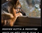 Minden kutya a mennybe megy, de még ott is csak a gazdit várja, mert hűségét nem veheted meg!