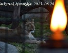 Állatkertek Éjszakája 2015. augusztus 28 - án. Az országban 12 helyen várják a látogatókat. + a résztvevő állatkertek teljes listája, + fotók