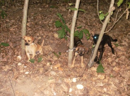 CSAK RÖVIDEN! Üzenet egy elvetemült szemétládának! Aki ma délután a Vadvirág mögötti erdőben három kiskutyát élve a fához kötözött, dróttal és lánccal, úgy hogy mozdulni sem tudtak! Sikerült kiszabadítanunk élve mindhármukat! Megtettem a hivatalos lépéseket az ügyben! Ettől függetlenül mindent lefotóztam és tanúk is rendelkezésre állnak! Amennyiben bizonyosságot szerzek az elkövető kilétéről, akkor nagy valószínűséggel ő is így jár! Aki teheti, kérem fogadja be a kutyusokat!!! Kérem osszátok, valakinek lehet, hogy ismerős kutyusok lesznek! Köszönöm!!!