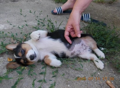 Kedves Mindenki! Ezt a kis kutyust aki nálam a Pötyi nevet kapta, 2015.07.11-én vásárolta / 0 forinttért ajándékként/ a kis unokám az édesanyjával a Veresegyházi piacon.