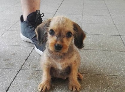 Ő itt Mogyi. Ezt a kis drágát ma délután találtuk Rákoshegyen a vasútállomásnál. Valami barom képes volt kitenni ezt a kis tüneményt.. Szerencsére rátaláltunk és gyorsan állatorvoshoz tudtuk vinni. Nagyjából 6 hetes kis legény tacsi felmenővel. A pocakja hatalmasra volt duzzadva egyértelműen férges szegényke. Megkapta a kezdeti kezelést rá valamint bolhairtót..Két napig most bent marad kezelésen és megfigyelésen. Megyünk látogatni addig is. Szeretnénk neki mielőbb egy szerető gazdit találni aki gondját tudja viselni. Ha nem lesznek a két nap alatt komplikációk akkor el lehet hozni. Viszont mi csak nagyon rövid ideig tudjuk megoldani az ideiglenes befogadást. Segítsetek találni neki egy jó helyet! Mindenkinek köszönöm ha segít