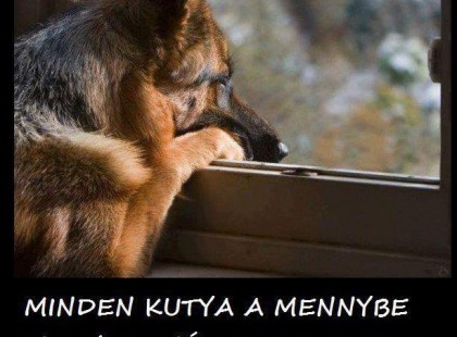 Minden kutya a mennybe megy, de még ott is csak a gazdit várja, mert hűségét nem veheted meg!