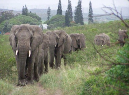 Meglepő dolog történt Dél-Afrikában nemrégiben...