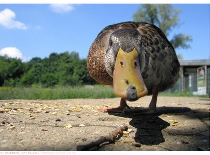 Egy ügyvéd elmegy kacsára vadászni. Lő is egyet, de a kacsa beesik egy elkerített birtokra. A birtok tulajdonosa, egy öreg paraszt éppen ott kapálgat.