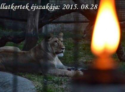 Állatkertek Éjszakája 2015. augusztus 28 - án. Az országban 12 helyen várják a látogatókat. + a résztvevő állatkertek teljes listája, + fotók