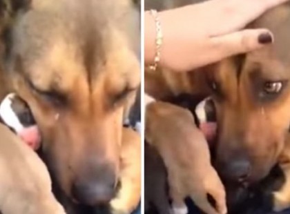 Elsírta magát a kutyamama, miután megmentették kölykeit