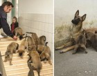 Még csak kölykök, de már most szorgosan képzik a magyar rendőrkutyák utódjait