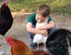 A kisfiú egy ölelést kér a tyúktól. A szárnyas reakciója? Na erre biztosan nem számítottál!