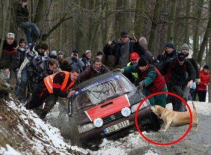 A jó kutya ott segít, ahol tud. A jó kutya hűséges, megbízható és kérés nélkül is ott terem.Sok kis segítség sokra megy! Igazi hű barát, aki önzetlenül segít. Most mondja valaki, hogy némely állatnak nincs több esze, mint némely embernek. Lenne mit tanulnunk tőle... Nyomj egy lájkot, ha TE is így gondolod! :)