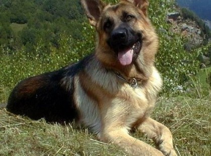 A vőlegényem sajnos nem szereti a kutyákat,és ezért kérem a segítségeteket!