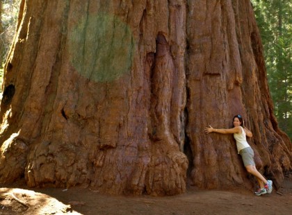 ÍGY GYÓGYÍTANAK A FÁK!