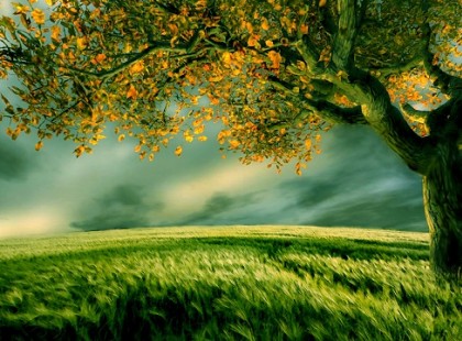 Mikor születtél? Megmutatjuk, milyen fa vagy, és milyen tulajdonságok jellemeznek!