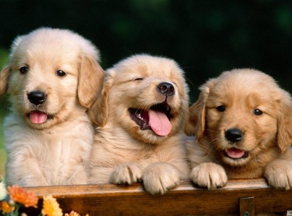 KUTYÁSOK FIGYELEM - OKTÓBER 3-TÓL FONTOS KORLÁTOZÁSOK LÉPNEK ÉLETBE! Jobb lesz vigyázni, itt vannak az új szabályok, a veszélyes és TILTOTT helyek kutyásoknak! ITT VANNAK A SZABÁLYOK, AMELYEKET MINDEN KUTYÁSNAK BE KELL TARTANI OKTÓBER 3- TÓL : OSSZÁTOK KÉRLEK, MINDEN KUTYATULAJDONOSNAK NAGYON FONTOS INFORMÁCIÓK! KÖSZÖNJÜK!