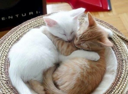 Az ölelés csökkenti a stresszt, a magas vérnyomást és javítja a memóriát!