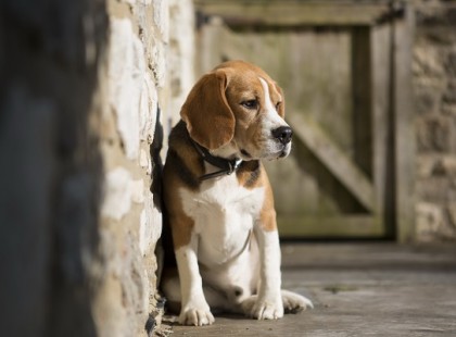 Azt hazudta a fiának, hogy sétálni viszi a kutyát. Ami ezután következett, egyszerűen szívbemarkoló!