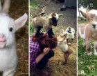 25 imádni való kecskebébi, csak úgy