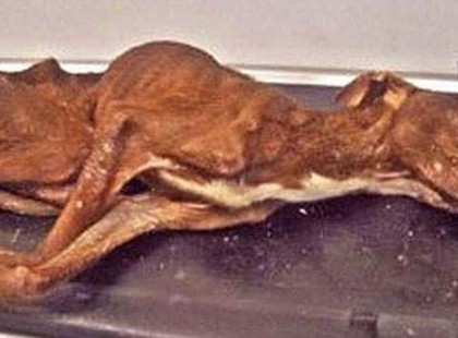 Órák választották el a haláltól, amikor megtalálták egy szemétledobó alján. Nézd, mi lett belőle!