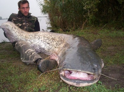 Harcsaszörnyet fogtak Hortobágyon:túlélte +fotók