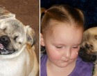 Bántalmazott nőkön és gyerekeken segít a megvakult mopsz