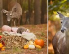 Váratlan vendég zavarta meg a kisbabafotózást, a végeredmény viszont valami varázslatos