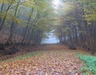 Tavasz lesz novemberben! Szokatlanul kellemes időjárás elé nézünk