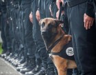 Ezekkel a képekkel szeretnénk tiszteletünket kifejezni Diesel (első kép) és az összes többi kutya iránt, akik önmagukat is feláldozván, emberi életeket mentenek! Köszönjük...