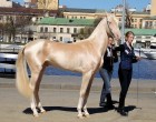 Bámulatos! A ló, ami úgy néz ki, mintha aranyba mártották volna!