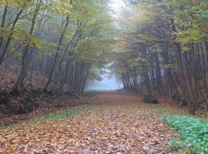 Tavasz lesz novemberben! Szokatlanul kellemes időjárás elé nézünk