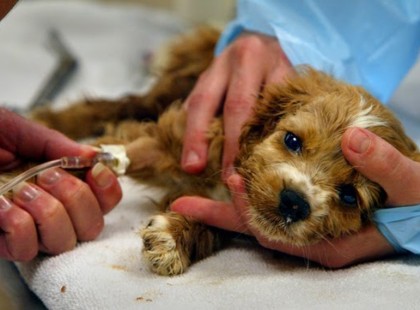 Figyelem!Fagyállóval mérgezik a kutyákat!Osszuk meg minél többen!Ha véletlen egy gyerek találja meg az udvarra bedobott fagyállós süteményt, akkor az a gyereket is megmérgezheti.