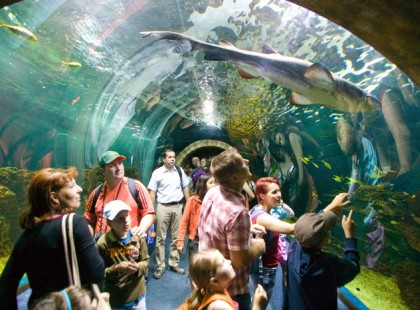 November 28-án 100 Ft-os belépőjegyet kell csak váltanod ahhoz, hogy megcsodálhasd a Nyíregyházi Állatpark lakóit