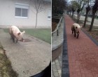 Megszökött a malac a disznóvágás elől Szarvason – fotó