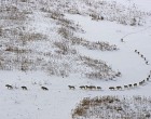 A FOTÓ, ami meghódította az internetet és ami többet mond ezer szónál!