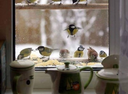 Tél Cinkék járnak szívem ablakára, a madárkákat régen etetem. De most már néha gondolkodni kezdek; meddig tart vajon az élelem?... Meddig tart kint a tél, bent a meleg, szívem mikor fog elsötétülni, s vágyaim utolsó, szép madara mikor fog búsan elröpülni?... / Fekete István /